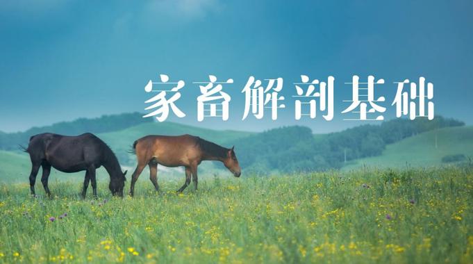 国家开放大学《家畜解剖基础》期末考试题库-电大资源网