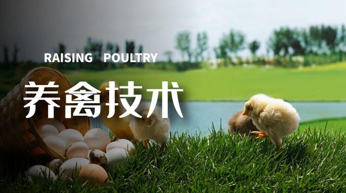 国家开放大学机考精准套题《养禽技术》课程号02939-电大资源网