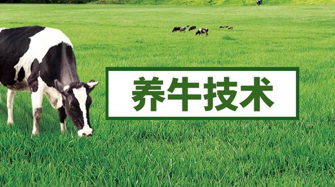 国开纸考精准过关资料《养牛技术》2026.1.17-18-电大资源网