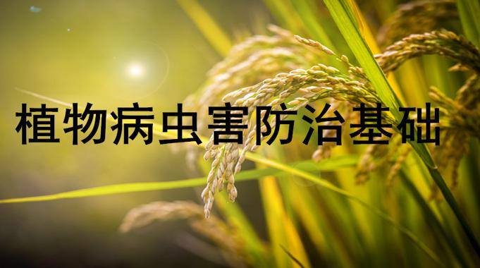 国家开放大学《植物病虫害防治基础》考核任务4-电大资源网